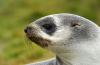 Fur Seal :: Pelzrobbe :: Arctocephalus