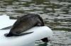 Fur Seal :: Pelzrobbe :: Arctocephalus