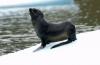 Fur Seal :: Pelzrobbe :: Arctocephalus