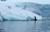 Weddell Seal :: Weddell-Robbe :: Leptonychotes weddelli