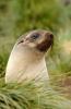 Fur Seal :: Pelzrobbe :: Arctocephalus