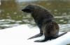 Fur Seal :: Pelzrobbe :: Arctocephalus