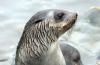 Fur Seal :: Pelzrobbe :: Arctocephalus