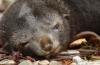 Fur Seal :: Pelzrobbe :: Arctocephalus