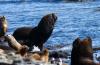 Fur Seal :: Pelzrobbe :: Arctocephalus