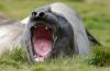 Southern Elephant Seal :: Sdlicher See-Elefant