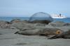 Southern Elephant Seal :: Sdlicher See-Elefant