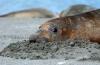 Southern Elephant Seal :: Sdlicher See-Elefant