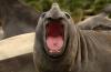 Southern Elephant Seal :: Sdlicher See-Elefant