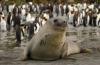 Southern Elephant Seal :: Sdlicher See-Elefant