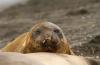 Southern Elephant Seal :: Sdlicher See-Elefant