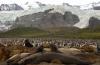 Southern Elephant Seal :: Sdlicher See-Elefant