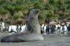 Southern Elephant Seal :: Sdlicher See-Elefant