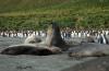 Southern Elephant Seal :: Sdlicher See-Elefant