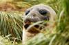 Southern Elephant Seal :: Sdlicher See-Elefant