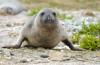 Southern Elephant Seal :: Sdlicher See-Elefant