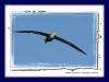 Galápagos-Albatros :: Waved Albatross