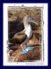 Blaufutlpel / Blue-footed Booby