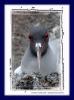 Gabelschwanzmwe :: Swallow-Tailed Gull