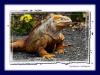 Land Iguana :: Landleguan