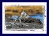 Meerechse :: Marine Iguana