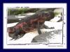 Meerechse :: Marine Iguana