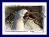 Maskentlpel :: Masked Booby