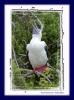 Rotfutlpel :: Red-footed Booby