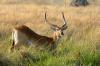 Red Lechwe :: Moorantilope