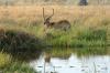 Red Lechwe :: Moorantilope