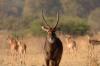 Waterbuck :: Wasserbock