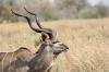 Kudu :: Groer Kudu