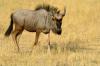 Wildebeest :: Streifengnu