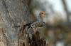 Yellow-billed Hornbill :: Gelbschnabeltoko