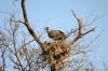 White-backed Vulture :: Weirckengeier