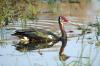 Spur-winged Goose :: Sporngans