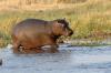 Hippopotamus :: Flusspferd