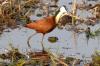 African Jacana :: Blaustirn-Blatthhnchen