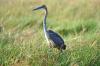 Goliath Heron :: Goliathreiher