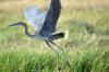 Goliath Heron :: Goliathreiher