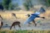 Goliath Heron :: Goliathreiher