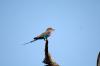 Lilac-breasted Roller :: Gabelracke