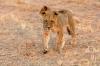 Lion :: Lwe 