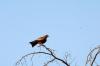 Yellow-Billed Kite :: Schmarotzermilan