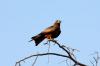 Yellow-Billed Kite :: Schmarotzermilan