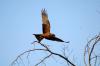 Yellow-Billed Kite :: Schmarotzermilan