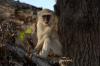 Vervet Monkey :: Grnmeerkatze