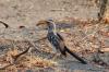 Yellow-billed Hornbill :: Gelbschnabeltoko