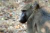 Baboon :: Pavian