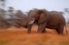 Elephant :: Elefant